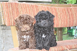 Prinzessinnen und Prinzen am spielen