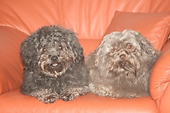 Prinzessinnen und Prinzen am spielen