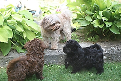 Prinzessinnen und Prinzen am spielen