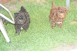 Prinzessinnen und Prinzen am spielen