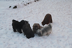 Prinzessinnen und Prinzen am spielen