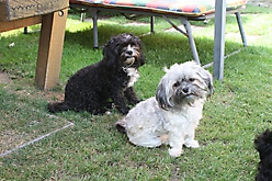 Prinzessinnen und Prinzen am spielen