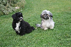 Prinzessinnen und Prinzen am spielen