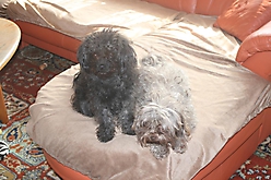 Prinzessinnen und Prinzen am spielen