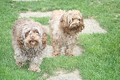 Prinzessinnen und Prinzen am spielen