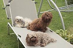 Prinzessinnen und Prinzen am spielen