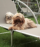 Prinzessinnen und Prinzen am spielen