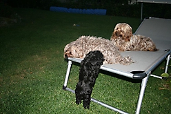 Prinzessinnen und Prinzen am spielen