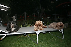 Prinzessinnen und Prinzen am spielen