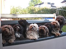 Prinzessinnen und Prinzen am spielen