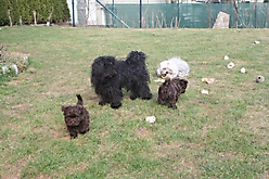 Prinzessinnen und Prinzen am spielen