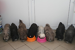 Prinzessinnen und Prinzen am spielen