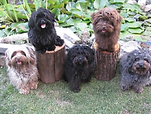 Prinzessinnen und Prinzen am spielen