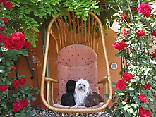 Prinzessinnen und Prinzen am spielen