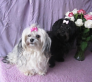 Prinzessinnen und Prinzen am spielen