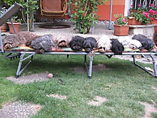 Prinzessinnen und Prinzen am spielen