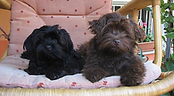 Prinzessinnen und Prinzen am spielen