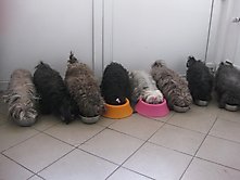 Prinzessinnen und Prinzen am spielen