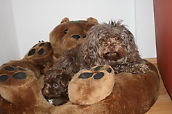 Prinzessinnen und Prinzen am spielen