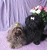 Prinzessinnen und Prinzen am spielen