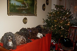 Prinzessinnen und Prinzen am spielen