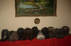 Prinzessinnen und Prinzen am spielen