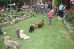 Unsere Bolonka Treffen