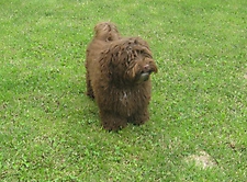 Unsere Bolonka Treffen