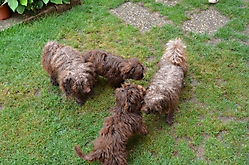 Unsere Bolonka Treffen